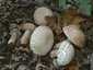 Nyári vargánya (Boletus reticulatus), Budai-hegység